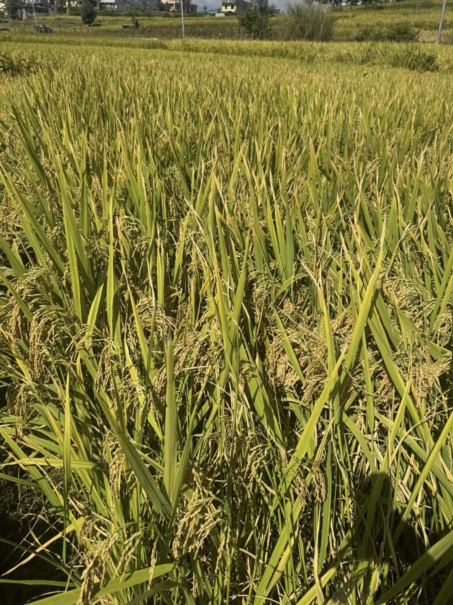 HQ-002 Hybrid Rice Seed Package